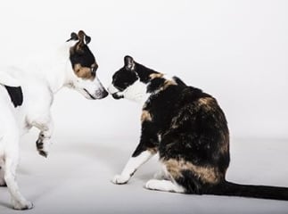 assurance pour un animal malade